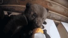 bear drinking milk baby eating