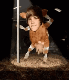 Justin Bieber Cow GIF - Justin Bieber Cow Dance GIFs
