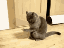 Cat Toilet Paper GIF - Cat Toilet Paper What Have I Done GIFs