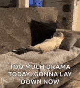a cat is laying on a couch with the words too much drama today gonna lay down now below it