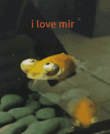 I Love Mir Mir GIF