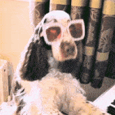 Elton Dog Dog Elton John GIF - Elton Dog Dog Elton John Elton John Dog GIFs