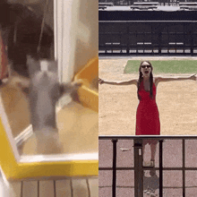 Olivia Rodrigo Cat GIF - Olivia Rodrigo Cat Jumping GIFs