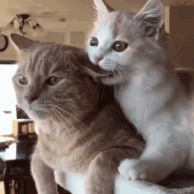 a white cat licking another cat 's ear