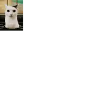 a black and white picture of a cat with a white line in the middle