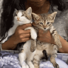 Kitten Kittens GIF