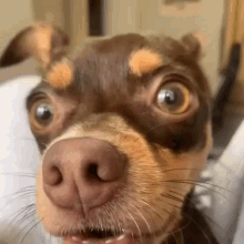 Starphbic Dog GIF - Starphbic Dog Confused GIFs