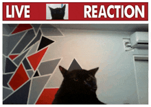 a cat is sitting in front of a wall with a sign that says live reaction