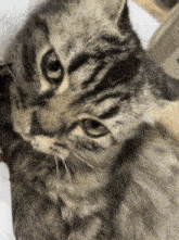 a close up of a cat 's face with a white background