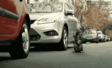 gato cat park parking accident