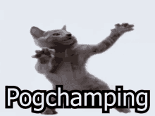 Pogchamping Cat GIF - Pogchamping Cat Funny Haha GIFs