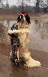 a dog wearing red sunglasses is holding a skateboard that says spiderman on it