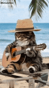 a cat in a straw hat is playing a guitar on the beach