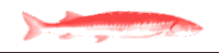 a red fish on a white background that looks like a painting