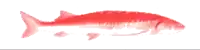a red fish on a white background that looks like a painting