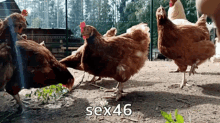 Sex46 Chicken GIF - Sex46 Chicken Chickens GIFs