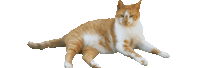an orange and white cat laying down with its eyes closed on a white background