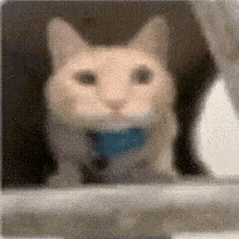 a close up of a cat with a blue collar looking out a window .