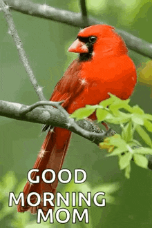 Good Morning Red Bird GIF - Good Morning Red Bird Sparkle GIFs
