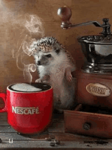 Coffee Hedgehog GIF