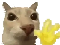 a close up of a cat 's face with a yellow object in its mouth