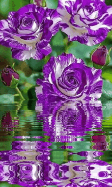 a bunch of purple roses are reflected in the water .