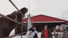 Feeding National Geographic GIF - Feeding National Geographic An Injured Moose Gets An Exam GIFs