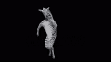 Dancing Zebra GIF - Dancing Zebra GIFs