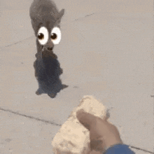 a person is feeding a cat a tortilla with big eyes .