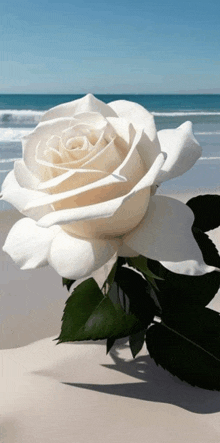 Rose Beautiful Rose GIF - Rose Beautiful Rose GIFs