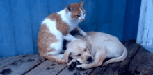 Cats Dogs GIF - Cats Dogs Cat Massage GIFs