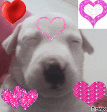 Dog Heart Hearts GIF - Dog Heart Dog Hearts GIFs