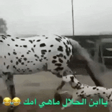 a dalmatian dog standing next to a horse with arabic writing on the bottom