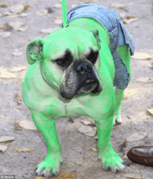 Cachorro Hulk GIF - Cachorro Hulk GIFs