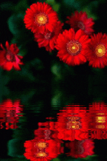 a bunch of red flowers are reflected in a body of water .