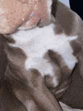 a close up of a brown and white dog 's chest