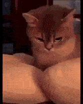 Cat Angry Cat GIF - Cat Angry Cat Grrr GIFs