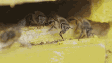Bees Insect GIF - Bees Insect Fly Away GIFs