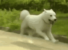 Dog Running GIF - Dog Running Coming GIFs