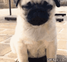 Pug Puppy GIF - Pug Puppy Cute GIFs