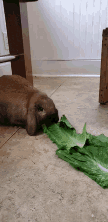 Rabbit Cute GIF - Rabbit Cute Lettuce GIFs