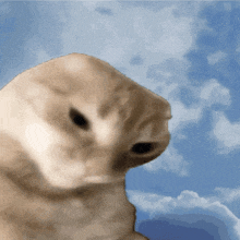a close up of a dog 's face against a blue sky