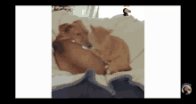 two brown dogs are laying on a white blanket with a penguin on the bottom right