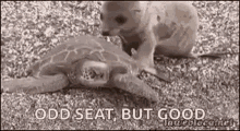 baby seal turtle riding odd seat but good