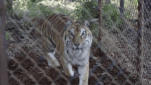 The Tiger Rising Tiger GIF