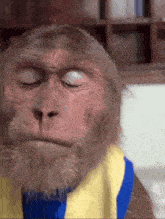 a close up of a monkey wearing a yellow and blue scarf