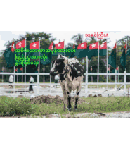 a black and white cow standing in a field with flags behind it