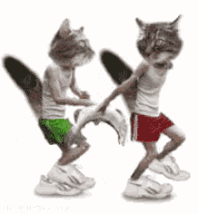 cats dancing party hard