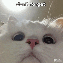 a white cat with a pink nose and the words " don 't forget " written above it