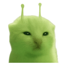 a close up of a green cat with antennas on its head